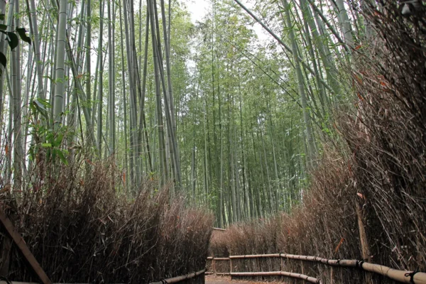 Arashiyama Bamboo Forest